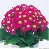 Takii Seeds Cineraria Early Perfaction Rose Flower Seeds
