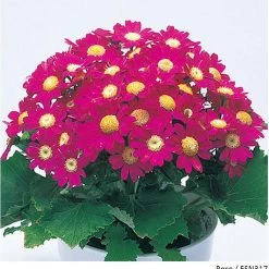 Takii Seeds Cineraria Early Perfaction Rose Flower Seeds