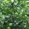 CGASPL Citrus Aurantifolia Seeds- 1 Kg