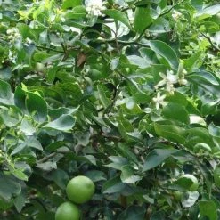CGASPL Citrus Aurantifolia Seeds- 1 Kg