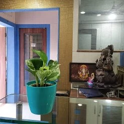 CGASPL Epipremnum Aureum Marble Queen Good Luck Money Plant Pot Included) With 5 Gram Fertilizer Free