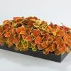 CGASPL Coleus Fairway Orange Seeds Imported Flower Seeds