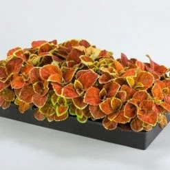 CGASPL Coleus Fairway Orange Seeds Imported Flower Seeds