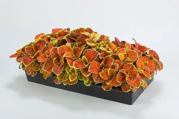CGASPL Coleus Fairway Orange Seeds Imported Flower Seeds 3 CGASPL Coleus Fairway Orange Seeds Imported Flower Seeds