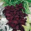 CGASPL Imported Flower Seeds Coleus Black Dragon Seeds