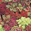 CGASPL Coleus Fairway Mix Seeds 2 CGASPL Coleus Fairway Mix Seeds