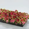 CGASPL Coleus Fairway Rose Seeds Imported Flower Seeds