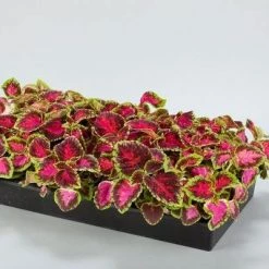CGASPL Coleus Fairway Rose Seeds Imported Flower Seeds