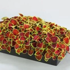 CGASPL Coleus Fairway Ruby Seeds