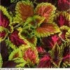Pan American Seeds Coleus Kong Empire Mix Seeds Imported Flower Seeds