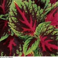 Pan American Seeds Coleus Kong Red Seeds