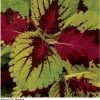 Pan American Seeds Imported Flower Seeds Coleus Kong Rose Seeds