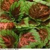 Pan American Seeds Coleus Kong Salmon Pink Seeds