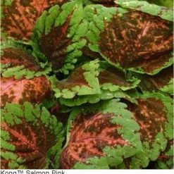 Pan American Seeds Coleus Kong Salmon Pink Seeds