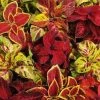 Pan American Seeds Imported Flower Seeds Coleus Wizard Select Mix Seeds
