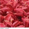 Pan American Seeds Coleus Wizard Sunset Seeds Imported Flower Seeds