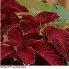 Pan American Seeds Imported Flower Seeds Coleus Wizard Velvet Red Seeds