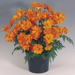 CGASPL Imported Flower Seeds Cosmos Cosmic Orange Flower Seeds