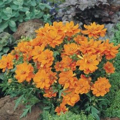 CGASPL Imported Flower Seeds Cosmos Cosmic Orange Flower Seeds