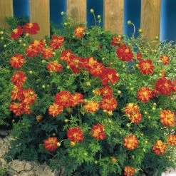 CGASPL Imported Flower Seeds Cosmos Cosmic Red Flower Seeds