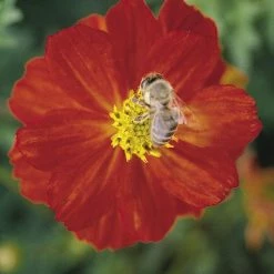 CGASPL Imported Flower Seeds Cosmos Cosmic Red Flower Seeds