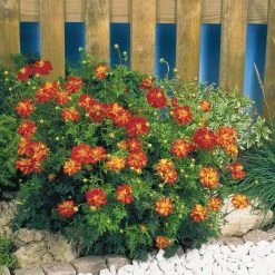 CGASPL Imported Flower Seeds Cosmos Cosmic Red Flower Seeds