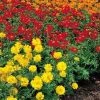 Sakata Seeds Imported Flower Seeds Cosmos Ladybird Mix Flower Seeds