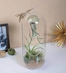 CGASPL LiveTrends Design Indoor/home Decor Exotic Cousteau Air Plant In Glass Vase Plants