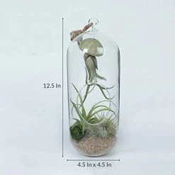 CGASPL LiveTrends Design Indoor/home Decor Exotic Cousteau Air Plant In Glass Vase Plants