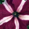 CGASPL Imported Flower Seeds Petunia Single Gf. Tritunia Crimson Star Flower Seeds