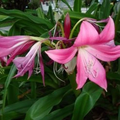 CGASPL Crinum Pink Flower Bulbs (Pack Of 6 Bulbs) Winter Flower Bulbs