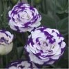 CGASPL Lisianthus (Eustoma) Croma III Blue Picotee Flower Seeds