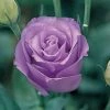 CGASPL Imported Flower Seeds Lisianthus (Eustoma) Croma IV Lavender Flower Seeds