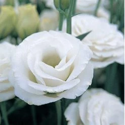 CGASPL Lisianthus (Eustoma) Croma III White Flower Seeds