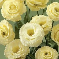 CGASPL Imported Flower Seeds Lisianthus (Eustoma) Croma III Yellow Flower Seeds