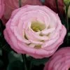 CGASPL Imported Flower Seeds Lisianthus (Eustoma) Croma III Pink Picotee Flower Seeds