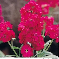 Takii Seeds Imported Flower Seeds Stock Harmony Deep Rose Flower Seeds