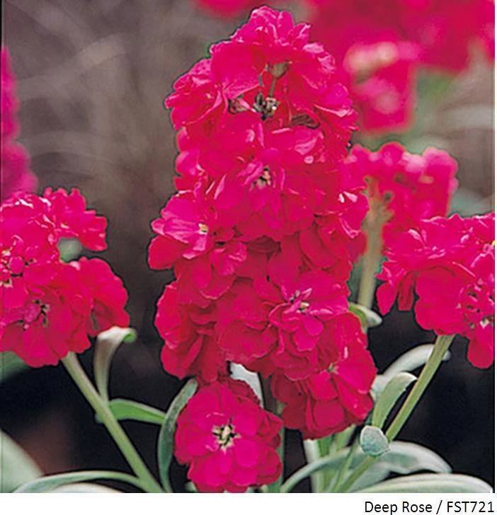 Takii Seeds Imported Flower Seeds Stock Harmony Deep Rose Flower Seeds 3 Takii Seeds Imported Flower Seeds Stock Harmony Deep Rose Flower Seeds