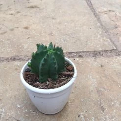 CGASPL Plants Trichocereus Pachanoi Cactus 9 CGASPL Plants Trichocereus Pachanoi Cactus