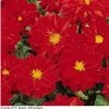 Pan American Seeds Imported Flower Seeds Dahlia Figaro Red Shades Flower Seeds