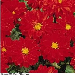Pan American Seeds Imported Flower Seeds Dahlia Figaro Red Shades Flower Seeds