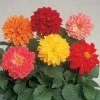 Pan American Seeds Dahlia Figaro Mix Flower Seeds 1 Pan American Seeds Dahlia Figaro Mix Flower Seeds