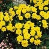 CGASPL Dahlia Figaro Yellow Shades Flower Seeds Imported Flower Seeds