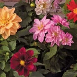 Goldsmith Imported Flower Seeds Dahlia Fresco Mix Flower Seeds