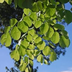 CGASPL Trees Of India Dalbergia Latifolia (Qg) Seeds - 1 Kg