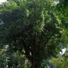 CGASPL Trees Of India Dalbergia Latifolia (Qg) Seeds - 1 Kg