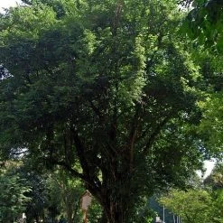 CGASPL Trees Of India Dalbergia Latifolia (Qg) Seeds - 1 Kg