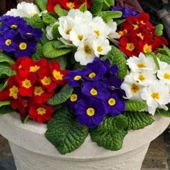 CGASPL Imported Flower Seeds Primula Acaulis Danessa Mix Flower Seeds