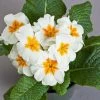 CGASPL Imported Flower Seeds Primula Acaulis Danova White Flower Seeds
