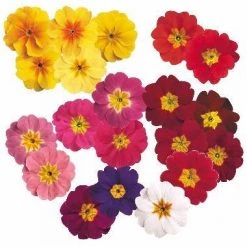 CGASPL Primula Acaulis Danova Mix Flower Seeds Imported Flower Seeds